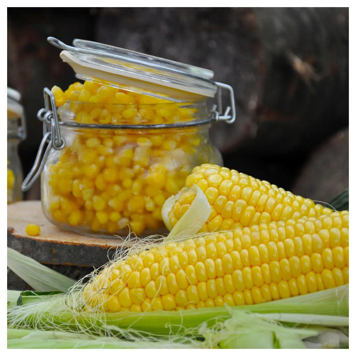 1 lb Yellow Sweet Corn Seeds D90786