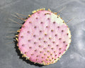 Purple Prickly Pear Cactus 1 Pad Live Plant B4104
