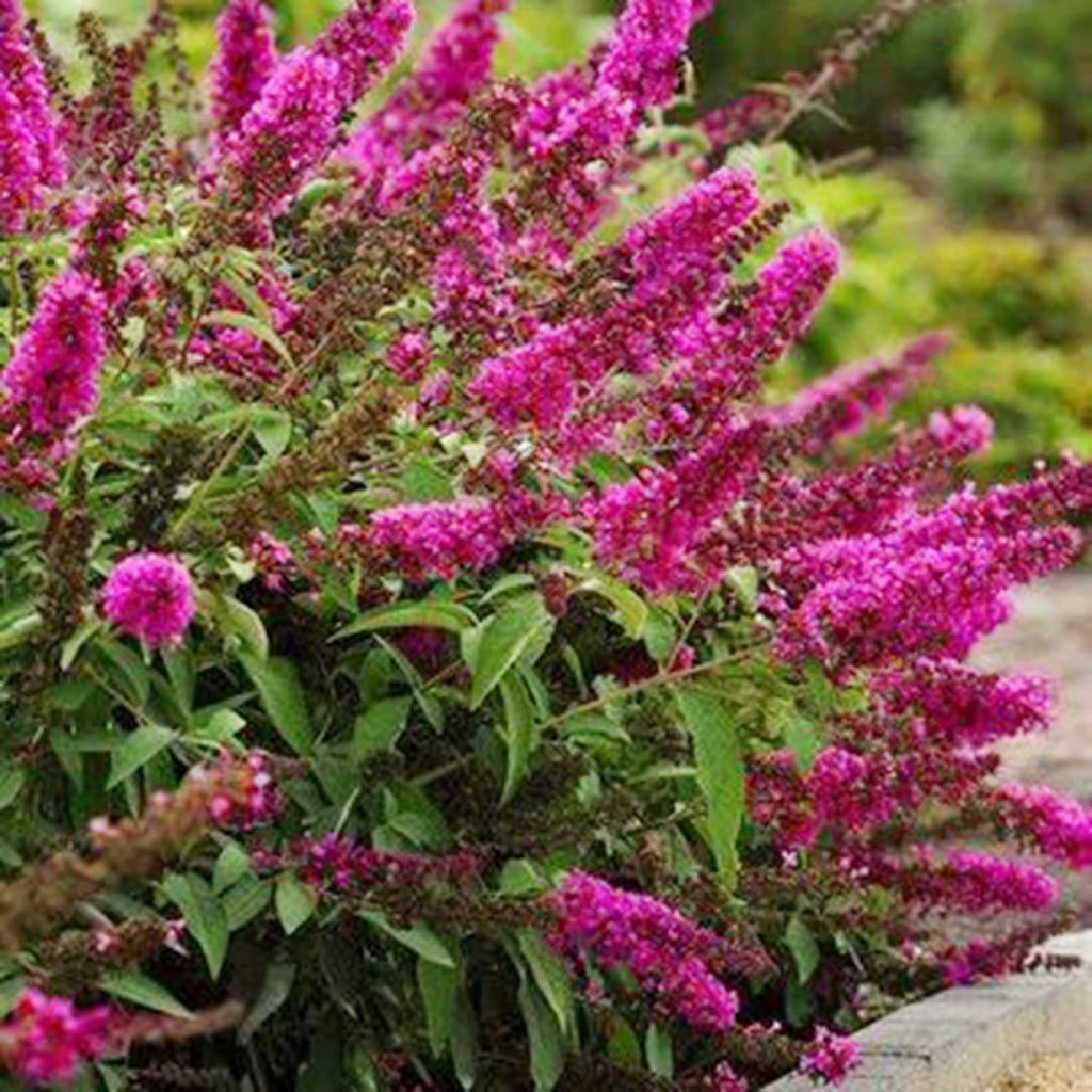 30 Pink Butterfly-Bush (Buddleja Davidii) Summer Lilac Seeds Heirloom Perennial Flowering Shrub Seeds L643051