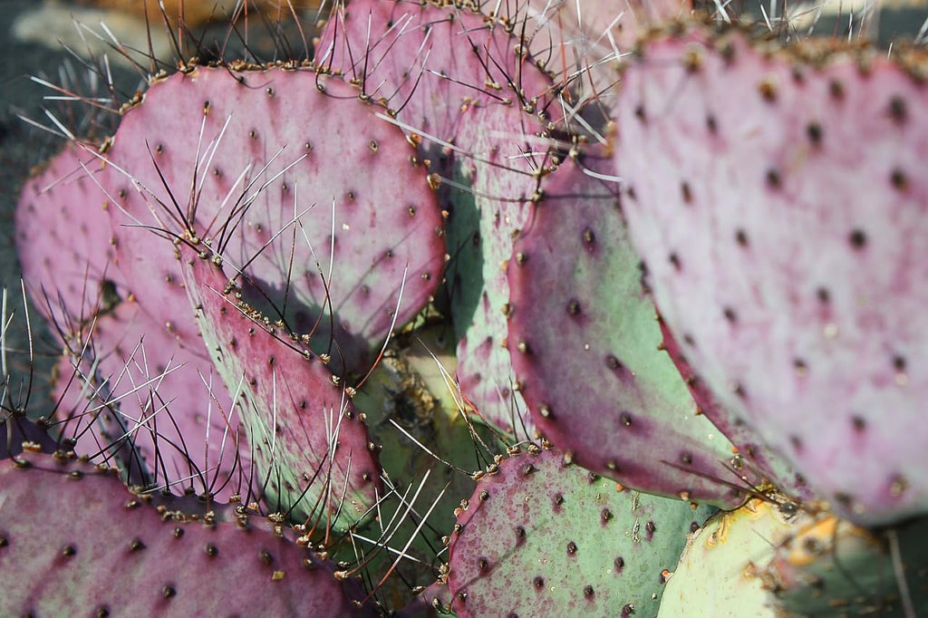 Purple Prickly Pear Cactus 1 Pad Live Plant B4104