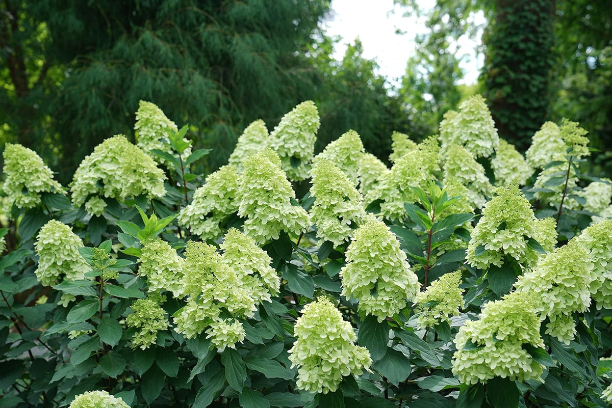 1 Gallon Green and Pink Flowers Panicle Hydrangea Live Plant P282274