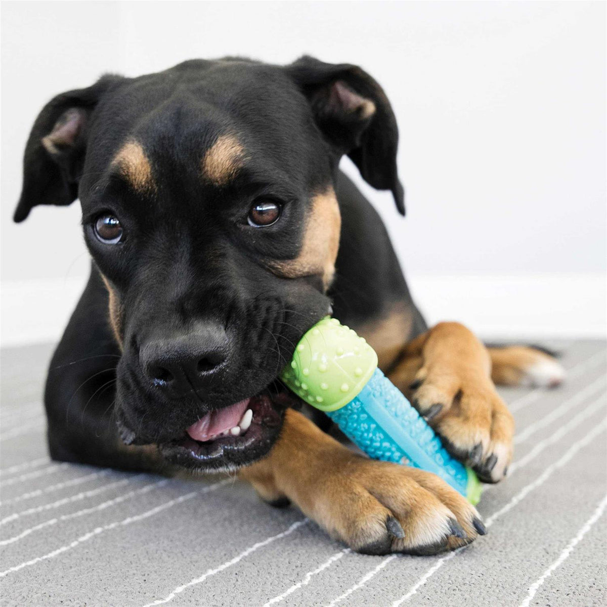 Dog Toy M74044