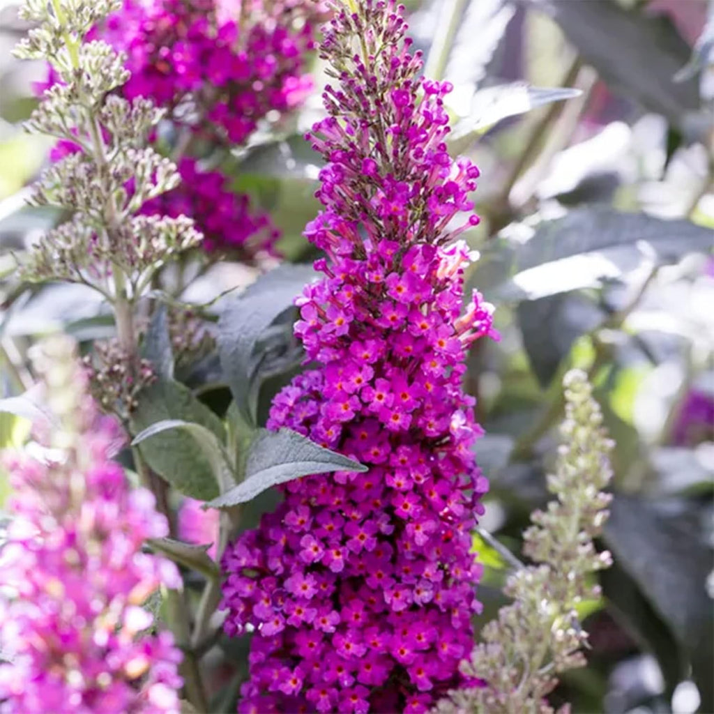 30 Pink Butterfly-Bush (Buddleja Davidii) Summer Lilac Seeds Heirloom Perennial Flowering Shrub Seeds L643051