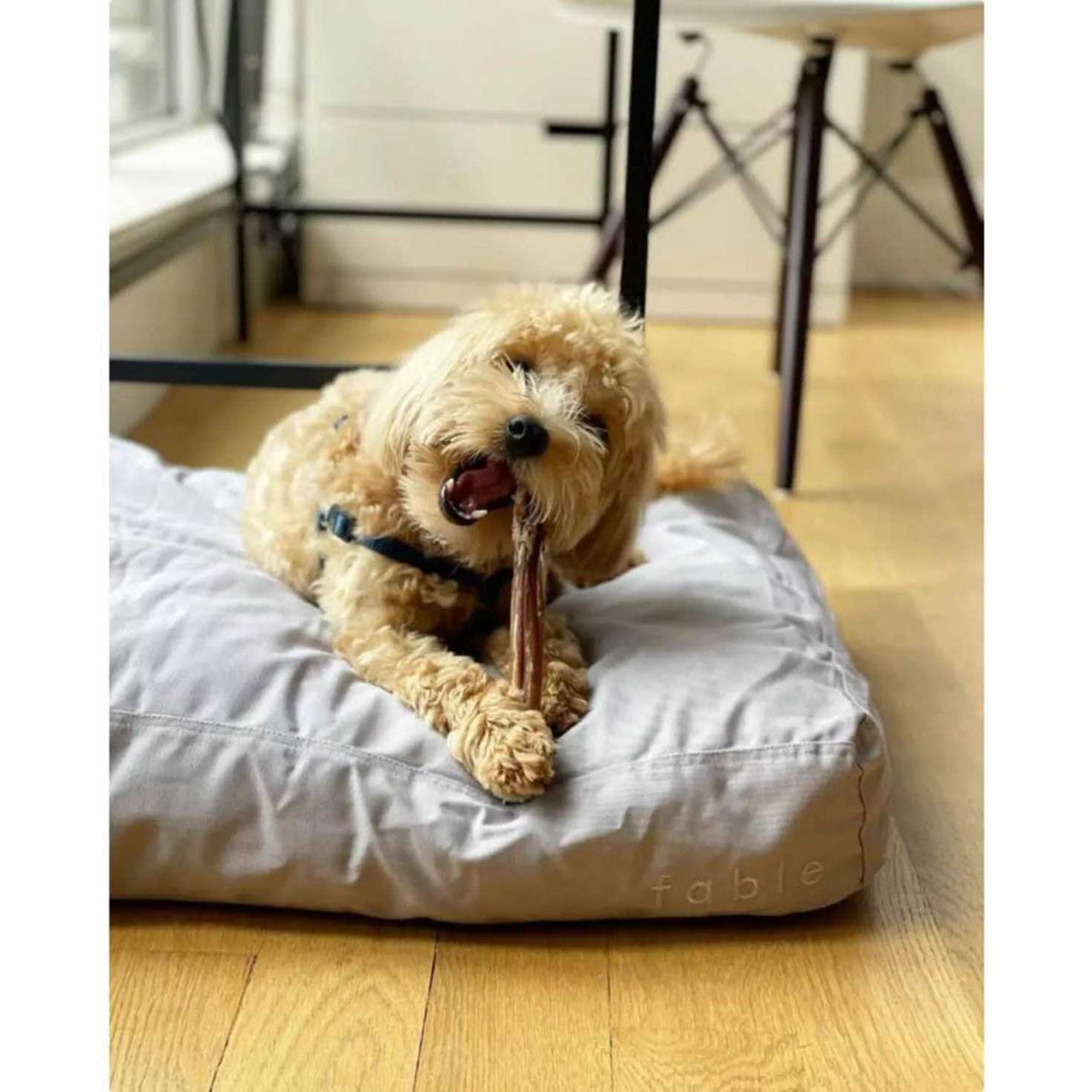Dog Bed L952471