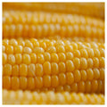 1 lb Yellow Sweet Corn Seeds D90786
