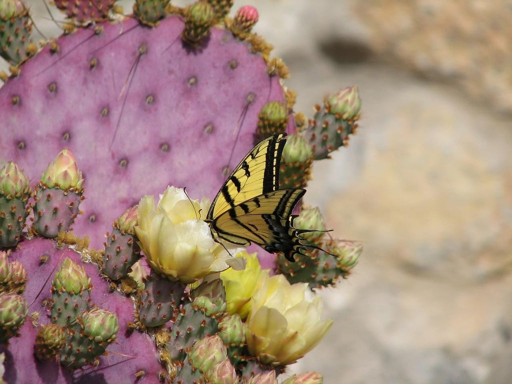 Purple Prickly Pear Cactus 1 Pad Live Plant B4104