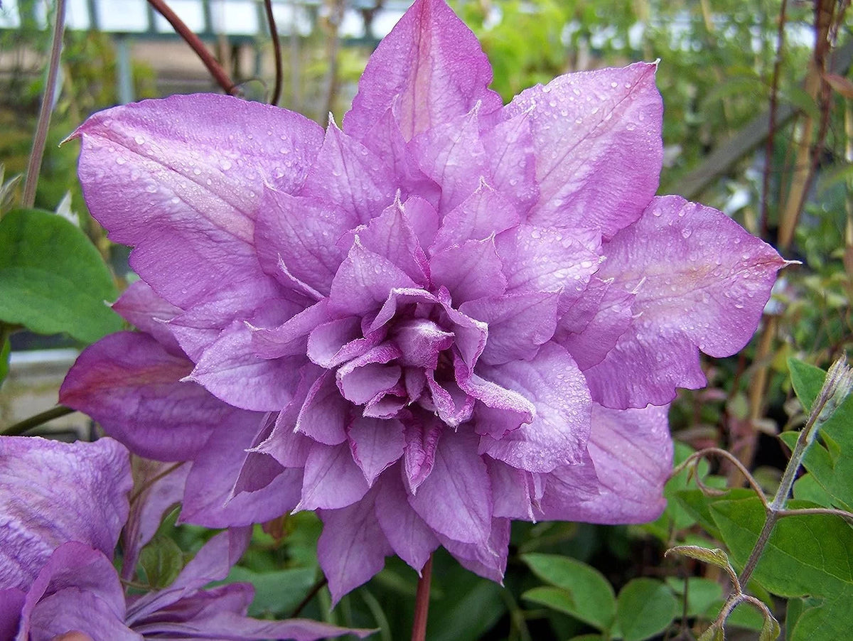 Clematis Proteus 3 Live Plants in 4 Inch Growers Pots Lilac Flowering Vine G75235
