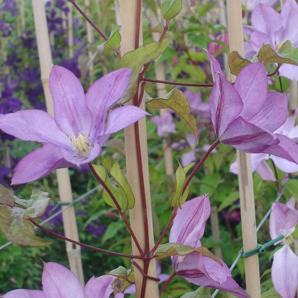 Clematis Proteus 3 Live Plants in 4 Inch Growers Pots Lilac Flowering Vine G75235