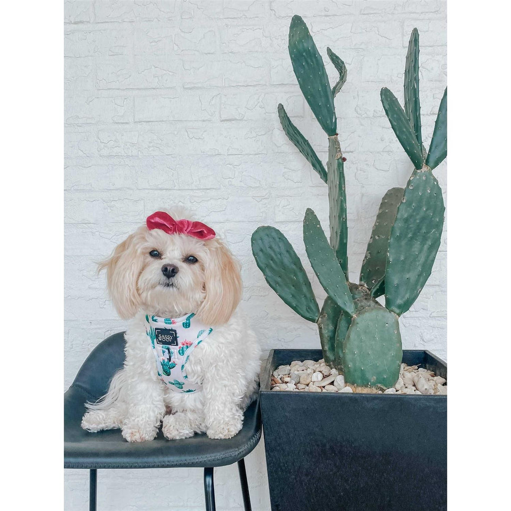 Adjustable Dog Harness R95209