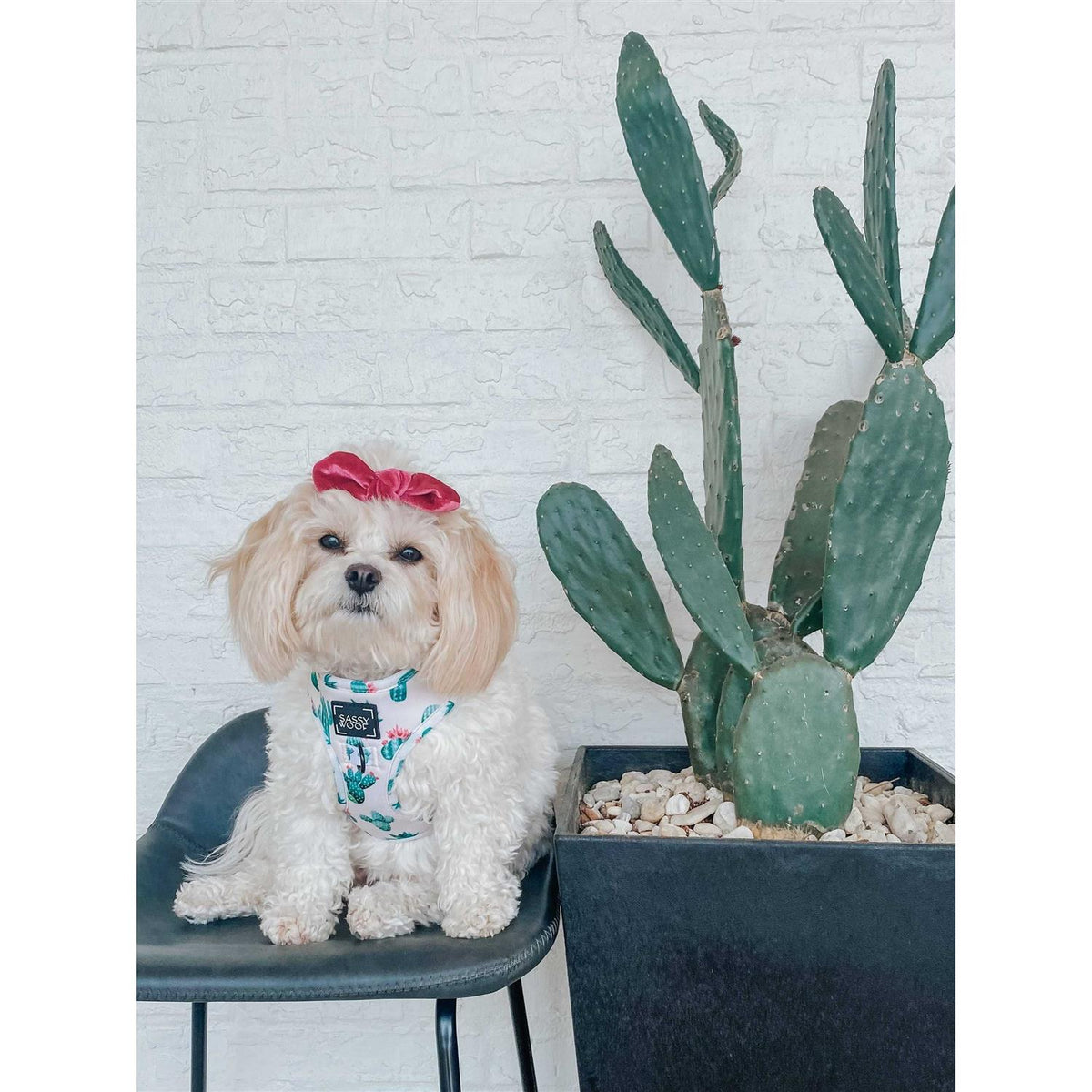 Adjustable Dog Harness R95209