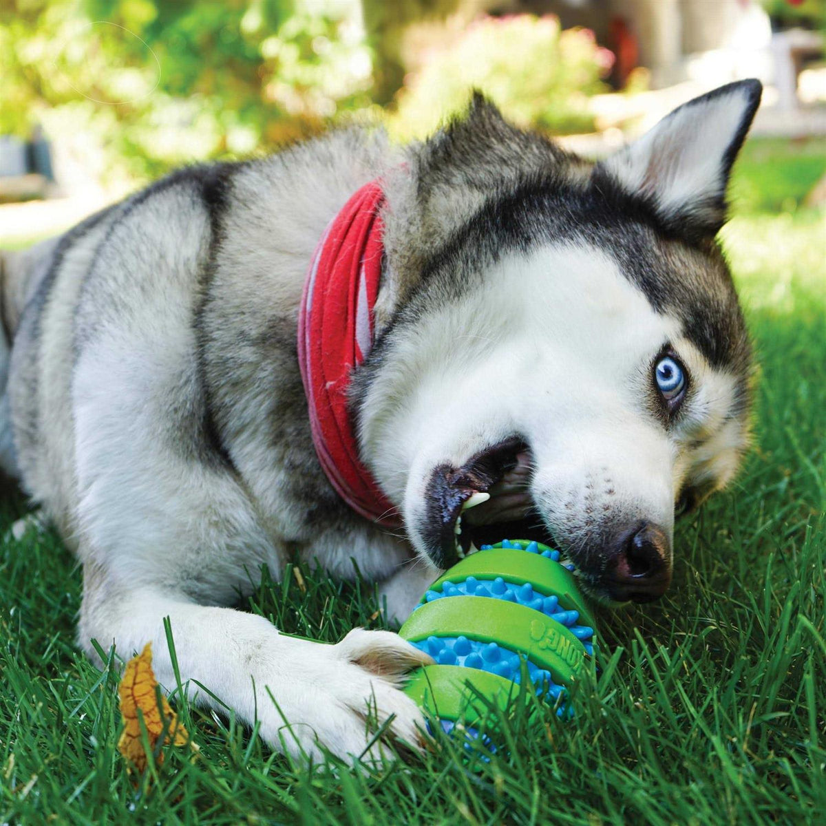 Football Dog Toy B778556
