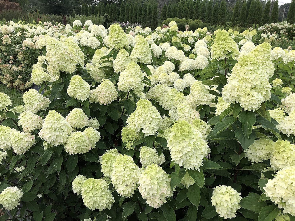 1 Gallon Green and Pink Flowers Panicle Hydrangea Live Plant P282274