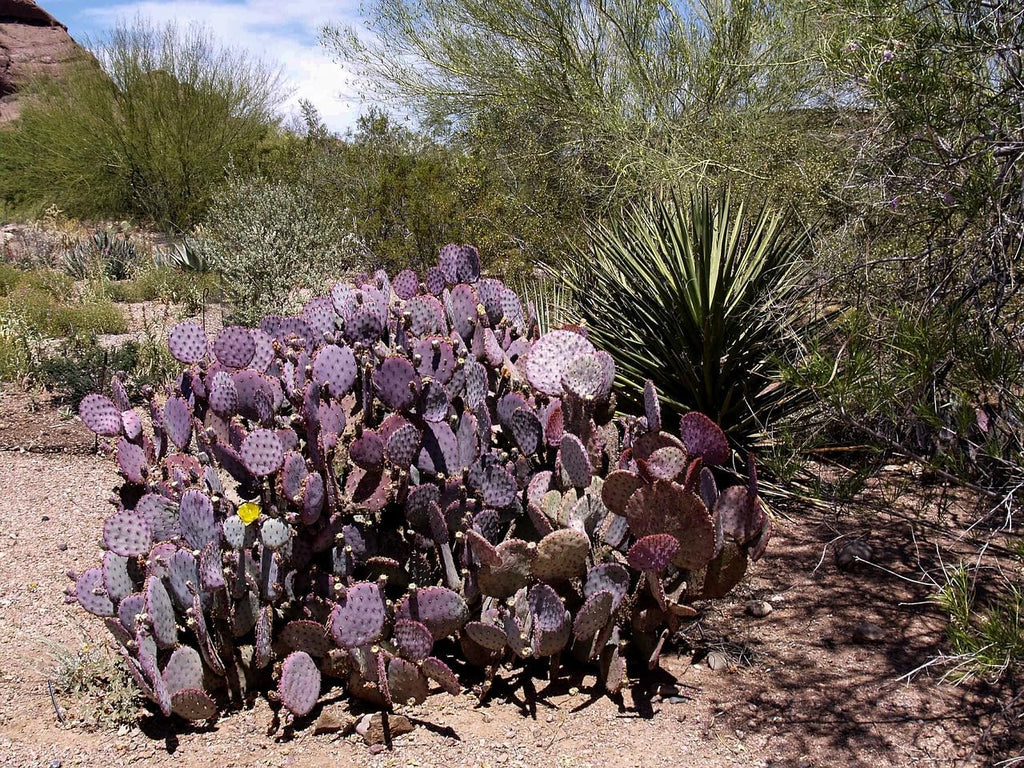 Purple Prickly Pear Cactus 1 Pad Live Plant B4104