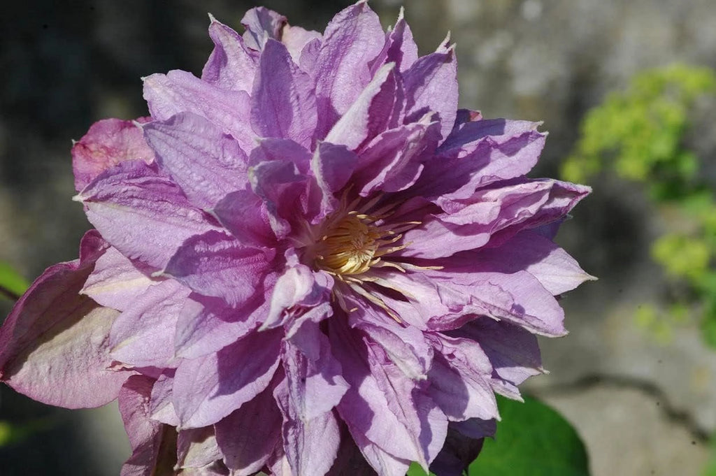 Clematis Proteus 3 Live Plants in 4 Inch Growers Pots Lilac Flowering Vine G75235
