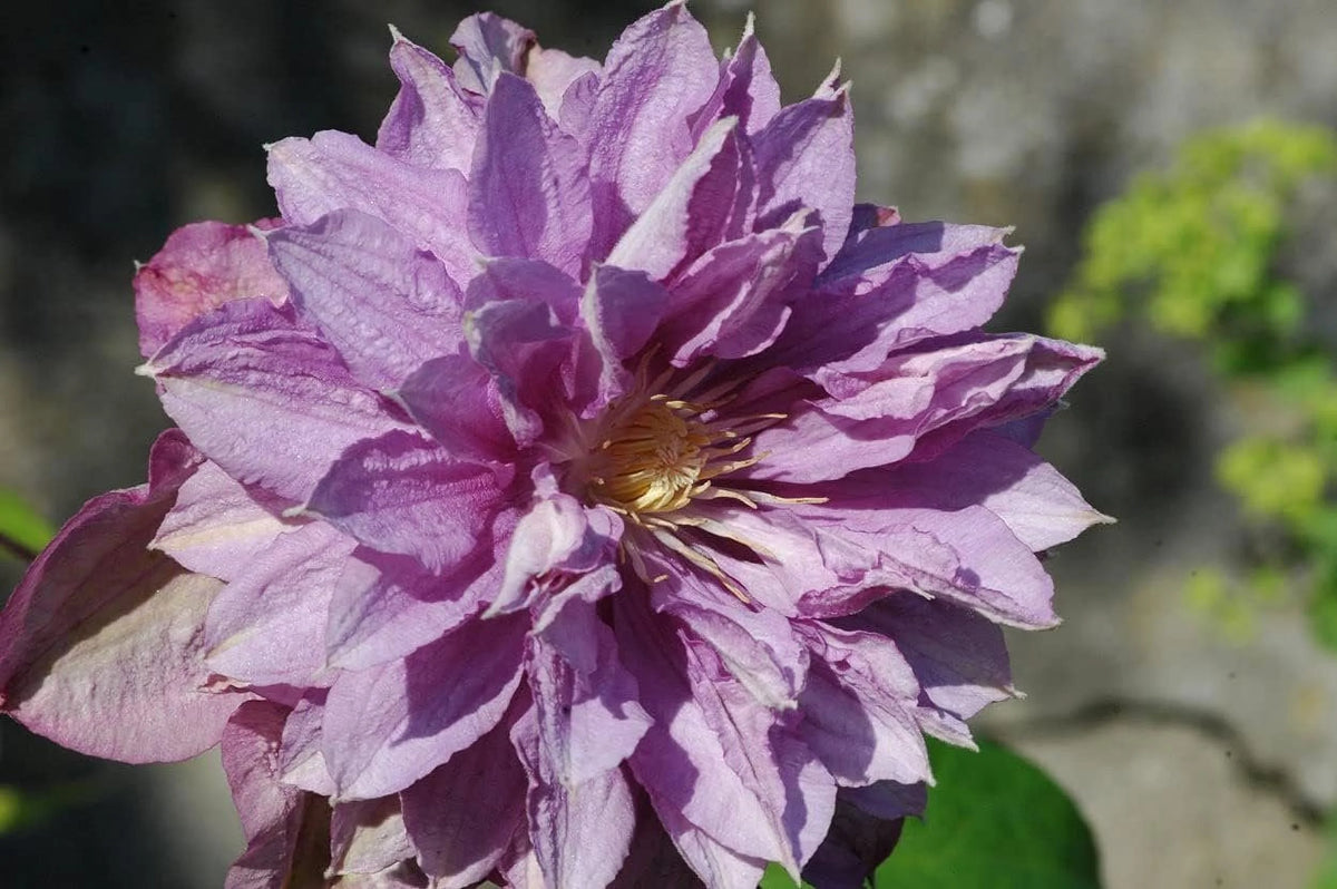 Clematis Proteus 3 Live Plants in 4 Inch Growers Pots Lilac Flowering Vine G75235