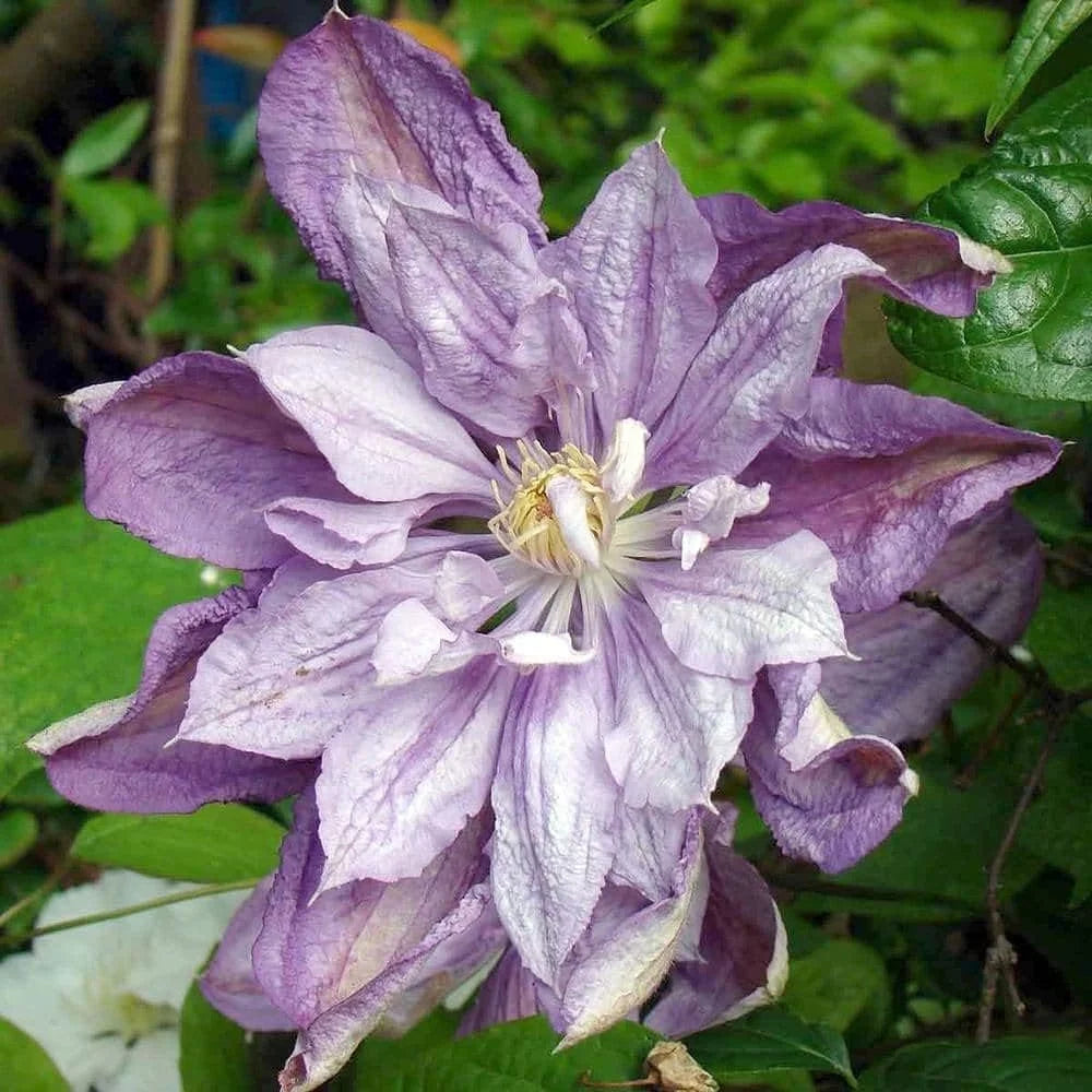Clematis Proteus 3 Live Plants in 4 Inch Growers Pots Lilac Flowering Vine G75235