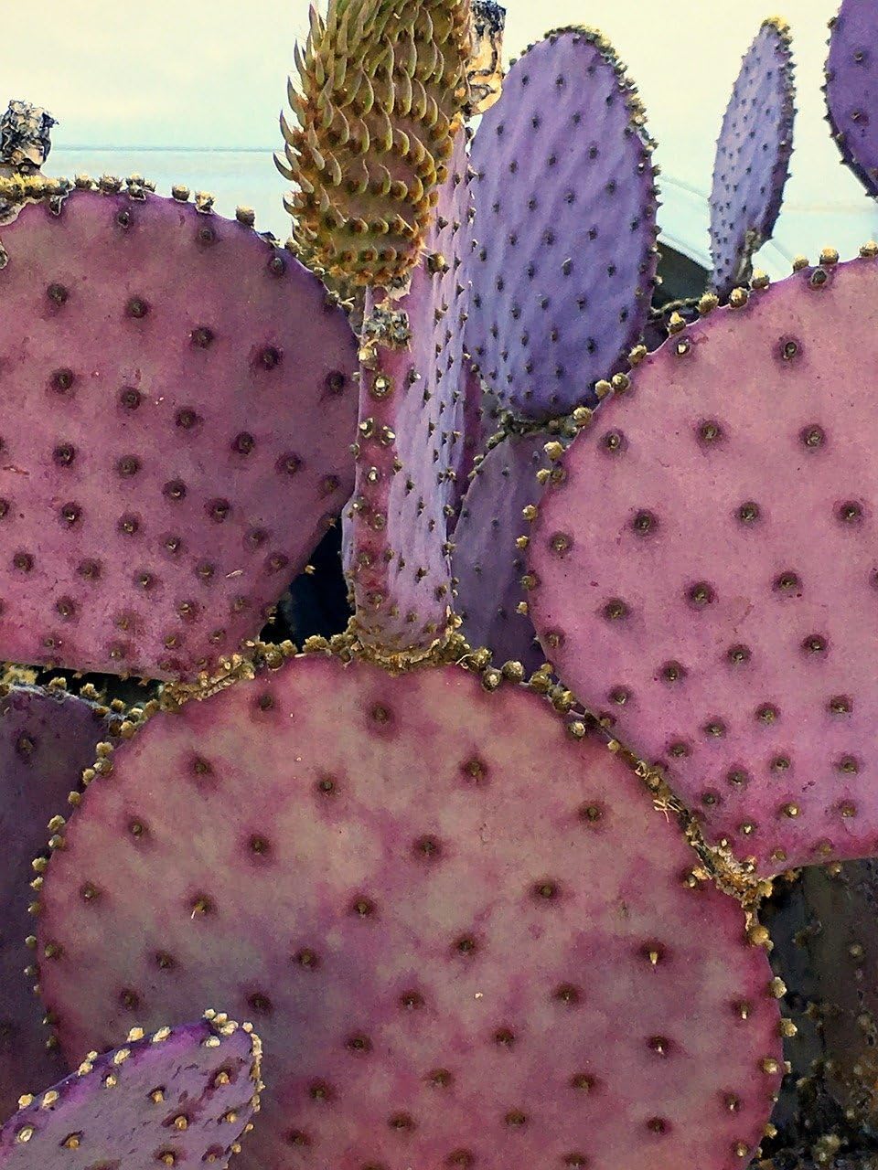 Purple Prickly Pear Cactus 1 Pad Live Plant B4104
