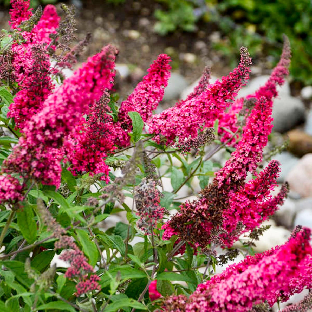 30 Pink Butterfly-Bush (Buddleja Davidii) Summer Lilac Seeds Heirloom Perennial Flowering Shrub Seeds L643051