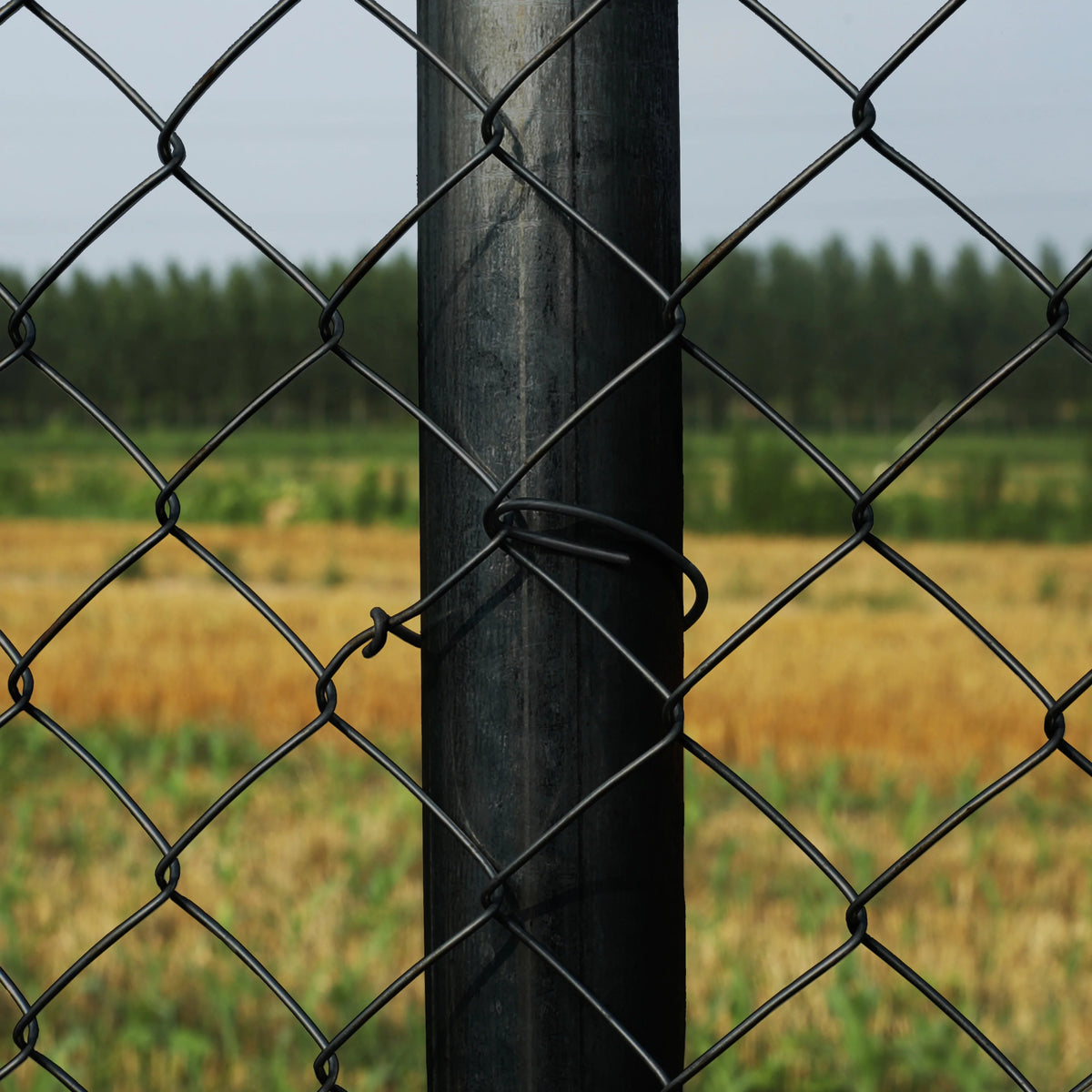 Black PVC Coated Steel Chain Link Fence X242417