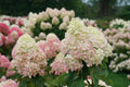 1 Gallon Green and Pink Flowers Panicle Hydrangea Live Plant P282274