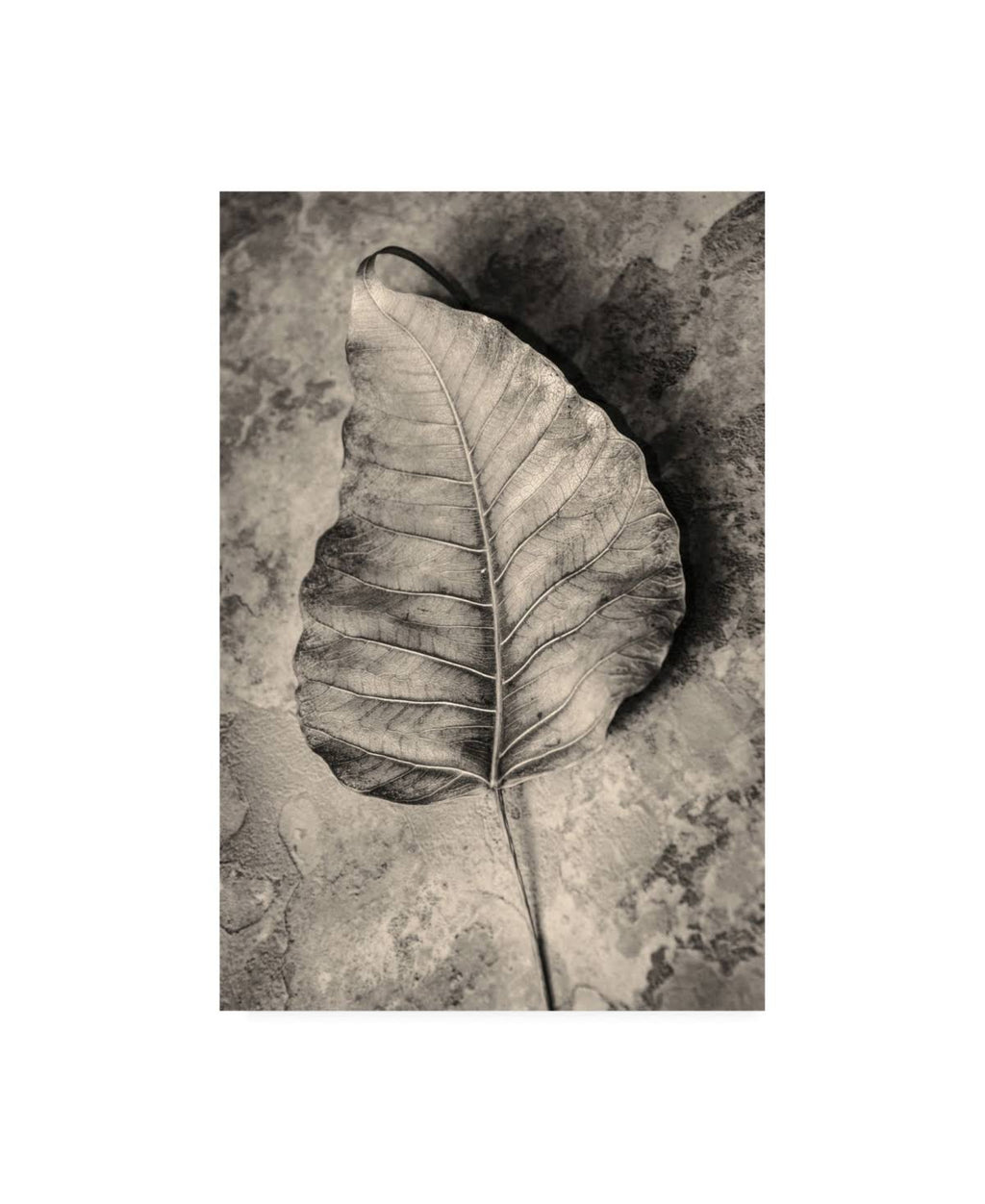 Dried Leaf Canvas Art E8837