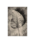 Dried Leaf Canvas Art E8837