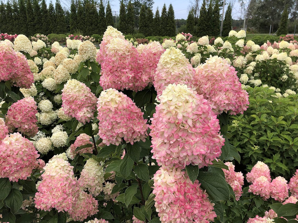 1 Gallon Green and Pink Flowers Panicle Hydrangea Live Plant P282274