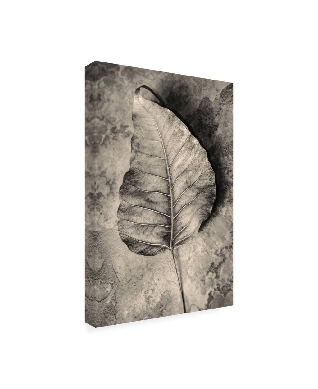 Dried Leaf Canvas Art E8837