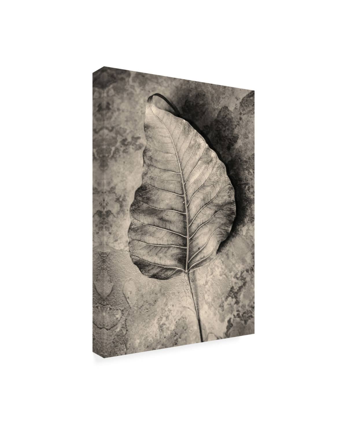Dried Leaf Canvas Art E8837