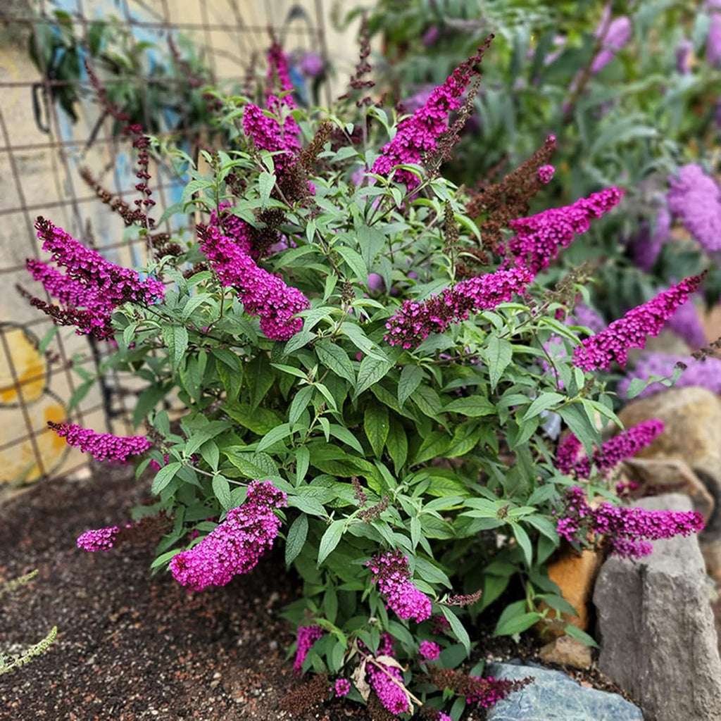 30 Pink Butterfly-Bush (Buddleja Davidii) Summer Lilac Seeds Heirloom Perennial Flowering Shrub Seeds L643051