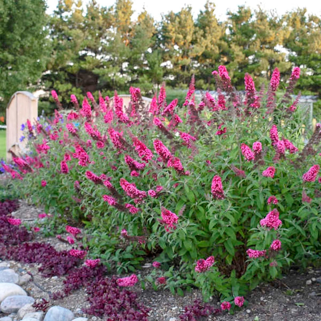 30 Pink Butterfly-Bush (Buddleja Davidii) Summer Lilac Seeds Heirloom Perennial Flowering Shrub Seeds L643051