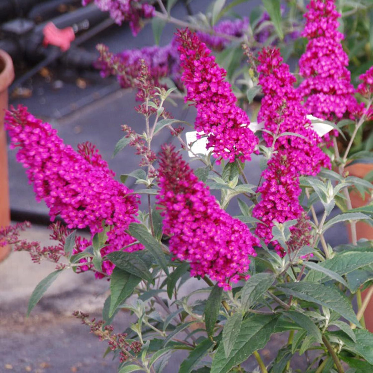 30 Pink Butterfly-Bush (Buddleja Davidii) Summer Lilac Seeds Heirloom Perennial Flowering Shrub Seeds L643051