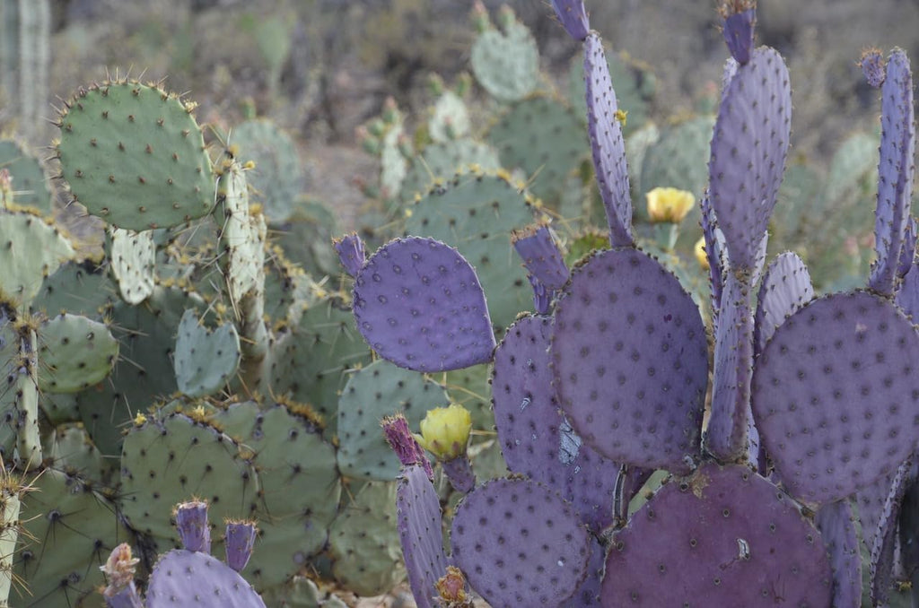 Purple Prickly Pear Cactus 1 Pad Live Plant B4104
