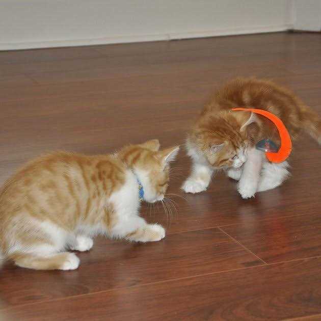 Cat Toy S52310