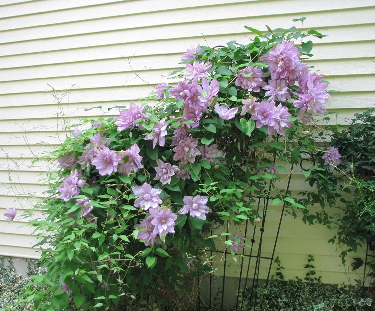 Clematis Proteus 3 Live Plants in 4 Inch Growers Pots Lilac Flowering Vine G75235