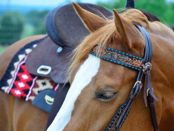Purple Filigree Inlay Browband Headstall Z2658