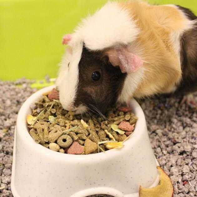 Guinea Pig Food U742