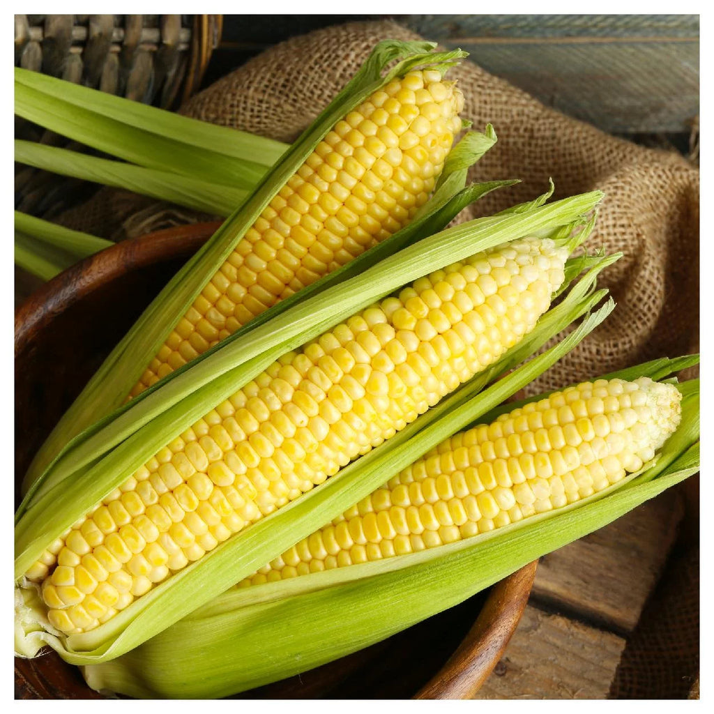 1 lb Yellow Sweet Corn Seeds D90786